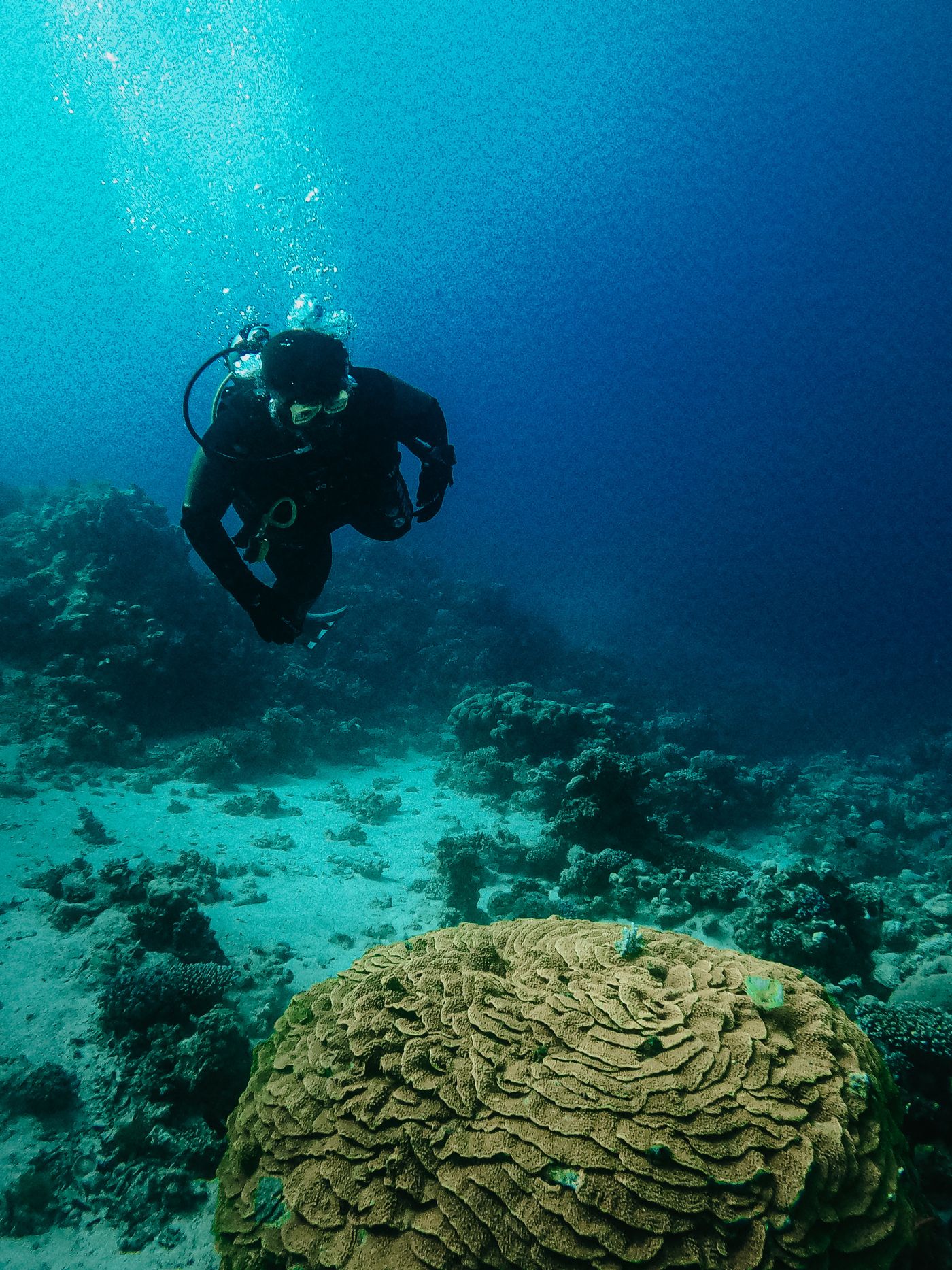 Scuba diver beside Red Sea coral