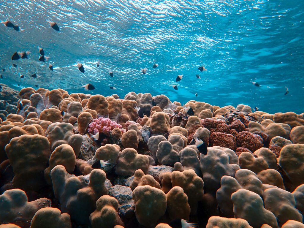 Coral reef beneath blue water in the Red Sea, Egypt