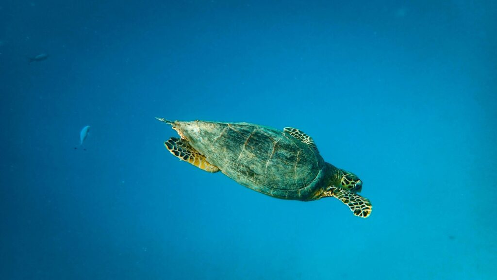 Sea turtle swimming underwater in the Red Sea