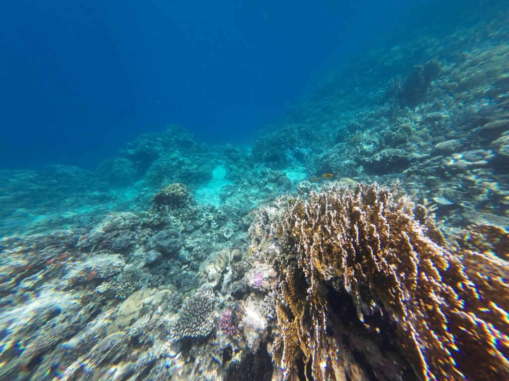 Coral formations underwater in Dahab, Egypt