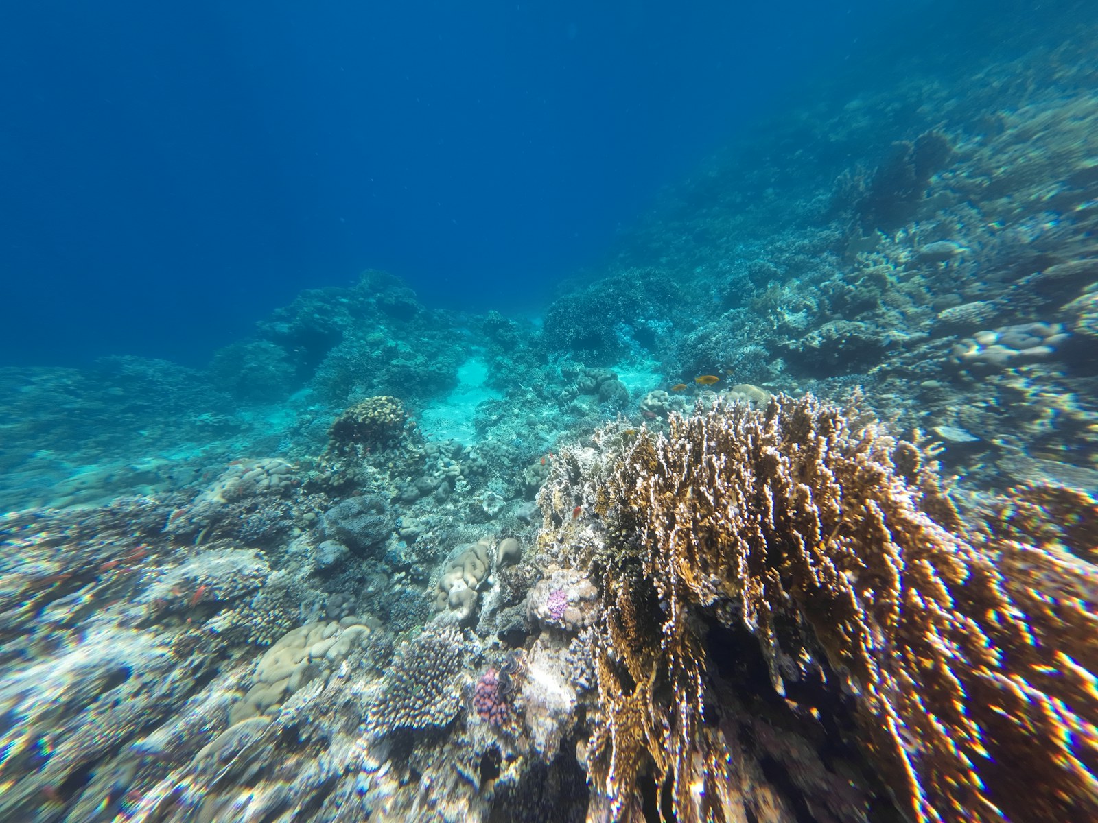 Coral formations in Dahab