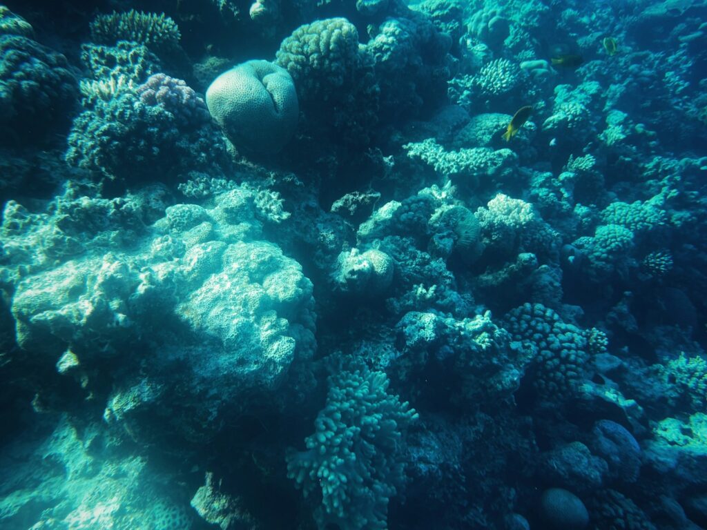 Close-up of coral in Hurghada, Egypt